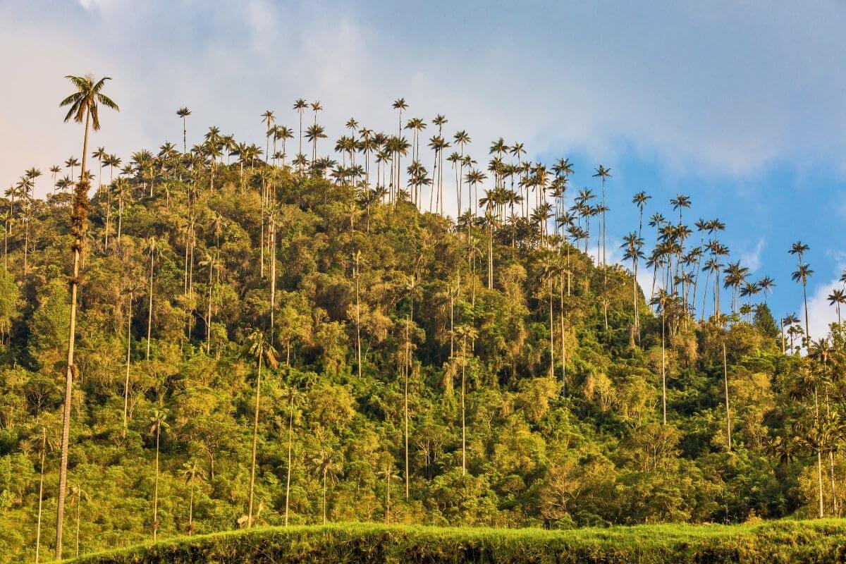 Lush green mountains filled with towering wax palm trees in Cocora Valley, Colombia
