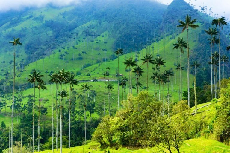 Dense forested hillside filled with tall wax palm trees in Cocora Valley